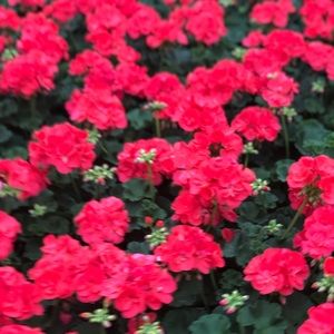 Meet your Posher, Tracie